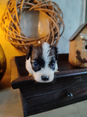 CHIOT 2