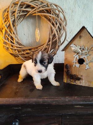 CHIOT 4